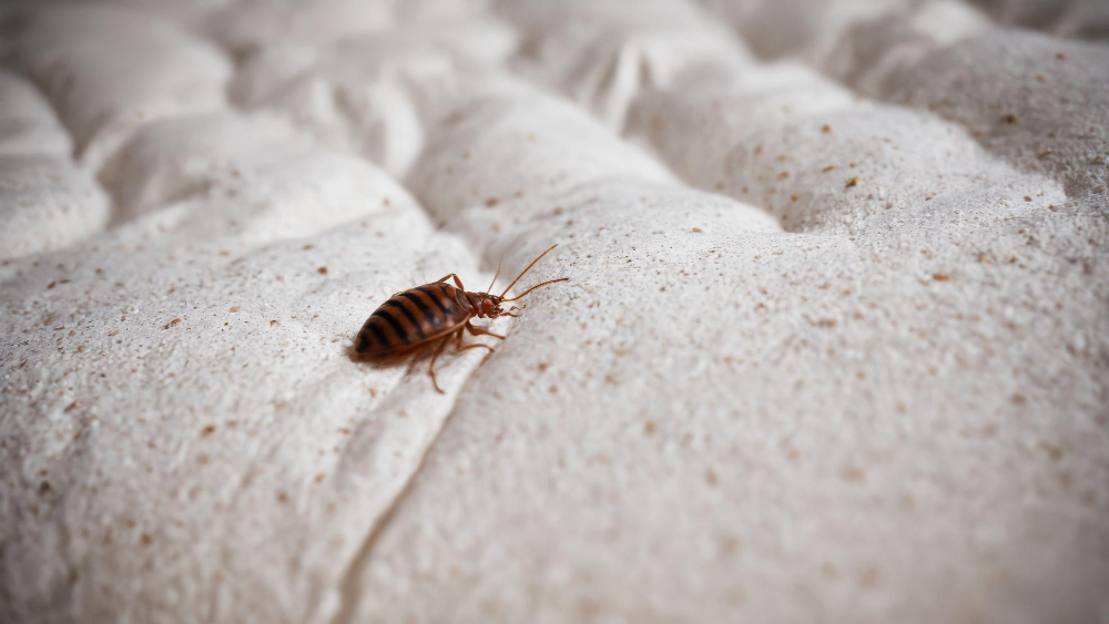 15697 image Say Goodbye to Swarming Mosquitoes