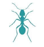 Ants