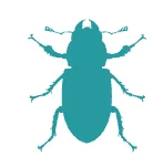 Beetles
