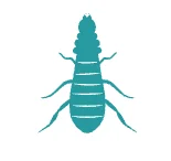 Termites