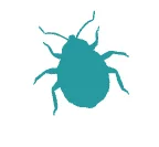 Ticks