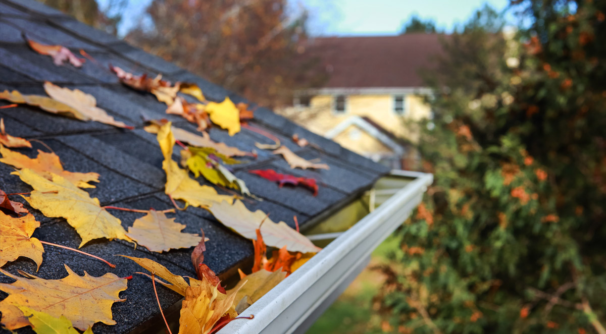 Fall Home Maintenance: Pest-Proof Your Home Before Winter Arrives