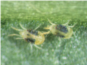 spider-mites-300x227.png