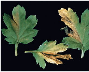 foliar-nematodes.png