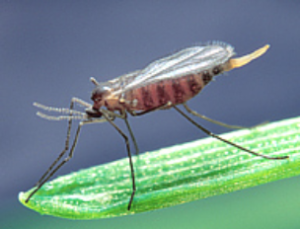 gall-midges-300x229.png