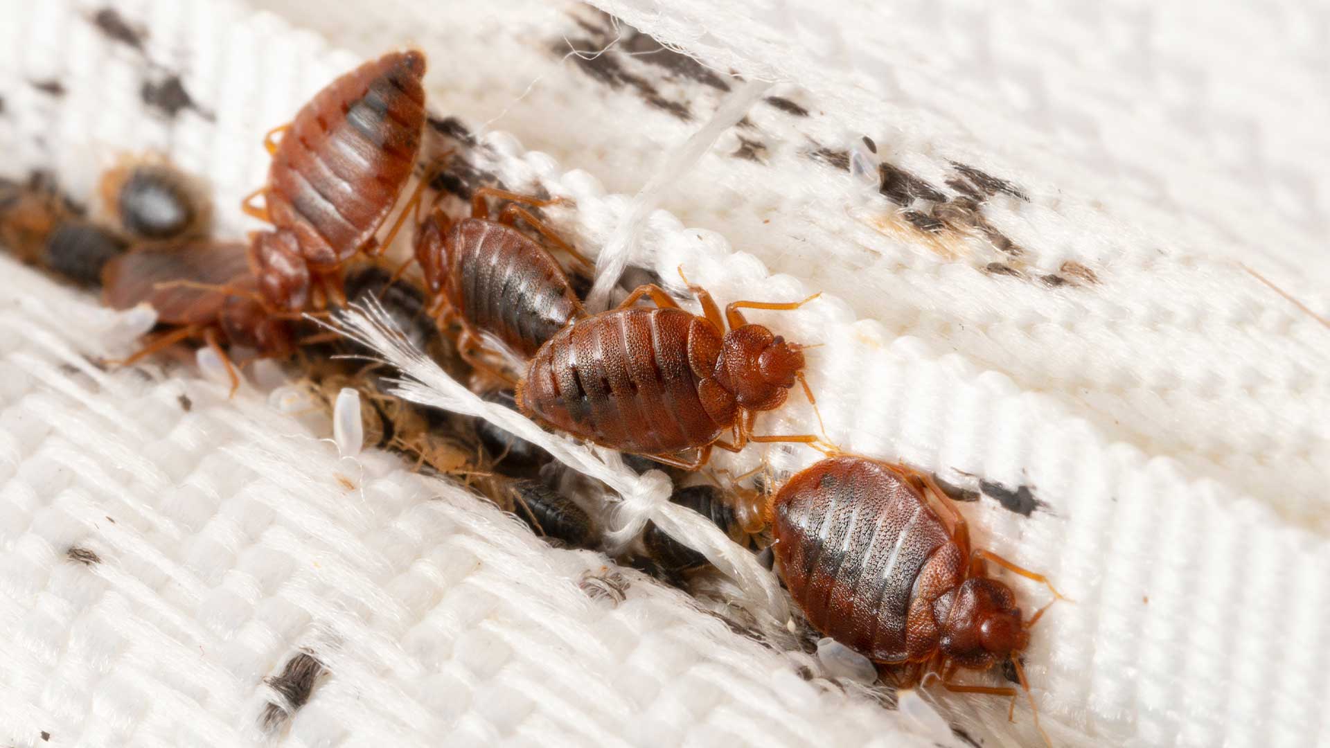 bed-bugs-pest-identification image Don