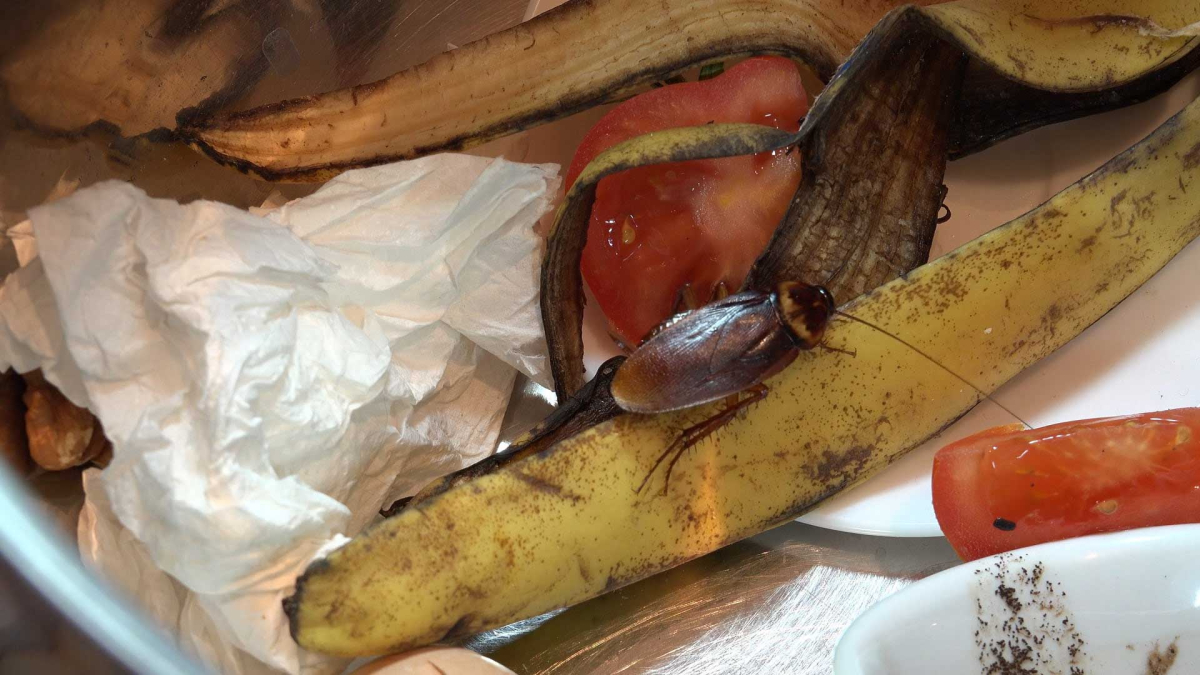 cockroaches-pest-identification image Don