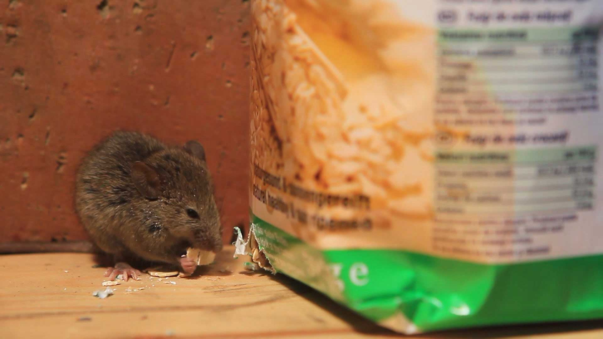 rodents-pest-identification image Stop Rodent Infestations Before They Start