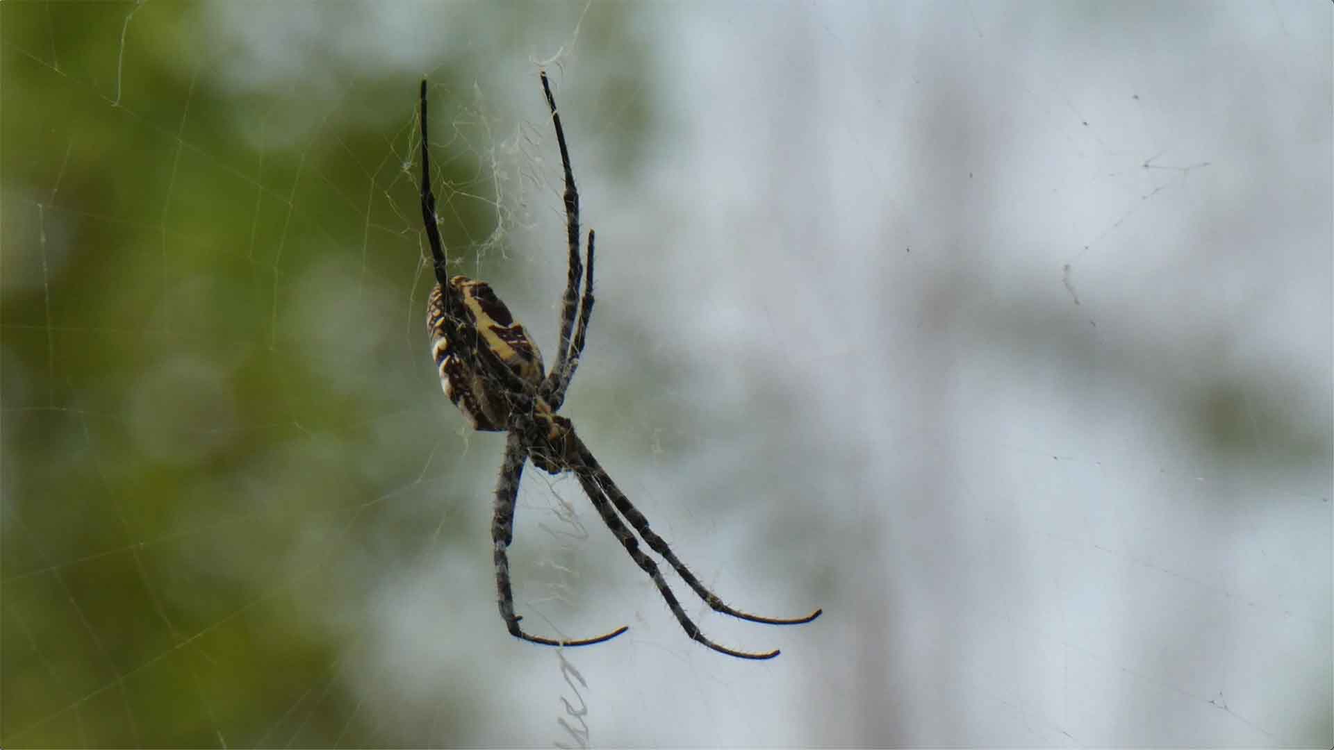 spiders-pest-identification image Reclaim Your Space from Spiders