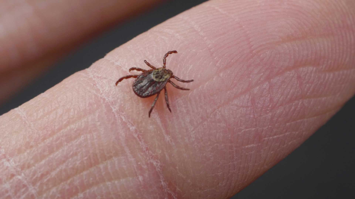 ticks-pest-identification image Protect your family from ticks.